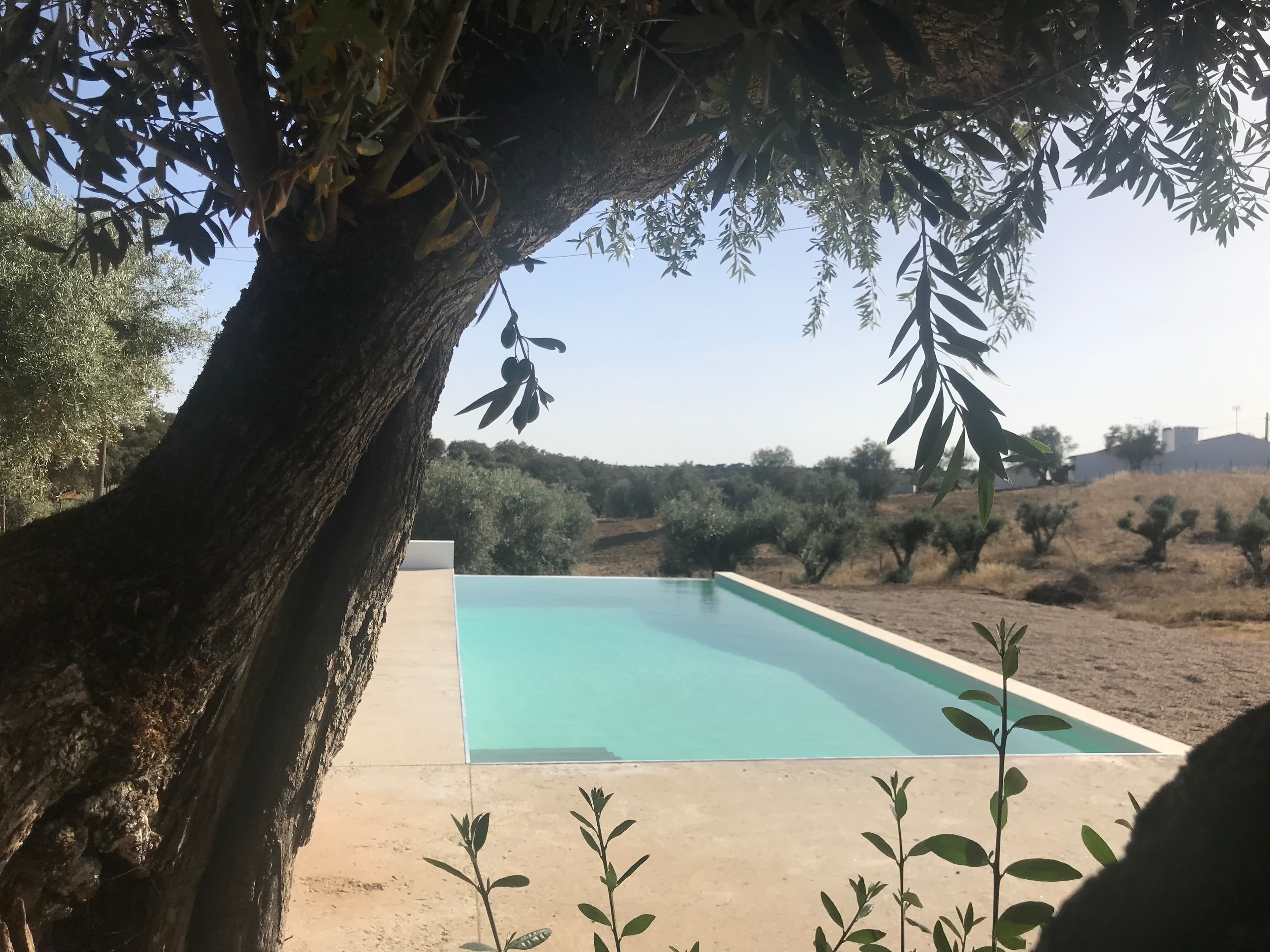 Swimming pool in dry landscape with olive trees