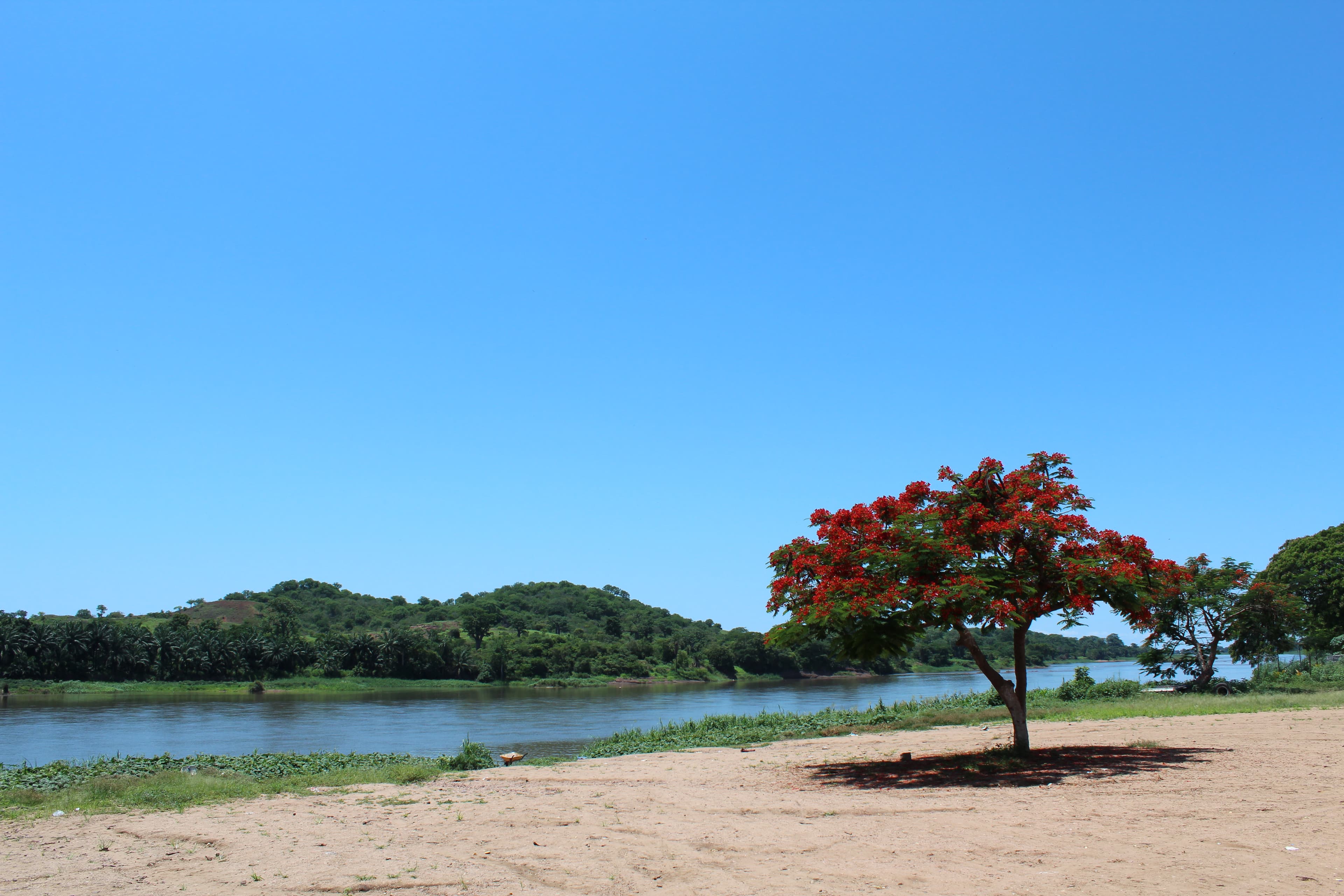 Scenic river landscape with red-flowered tree and forested hills under blue sky